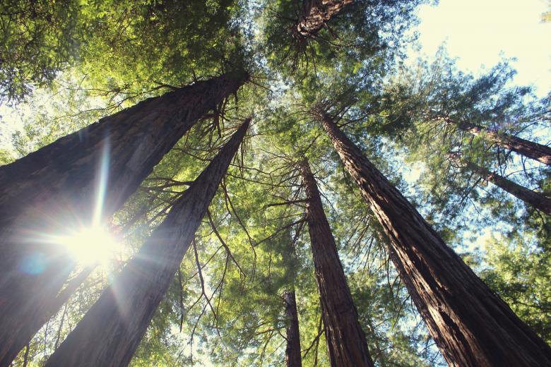 Free stock image of Very Tall Trees created by Unsplash
