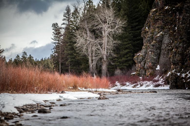Free stock image of Wild created by Unsplash