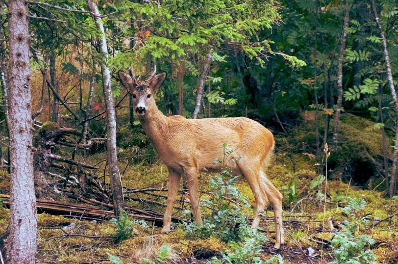 Free stock image of Deer stare created by Unsplash