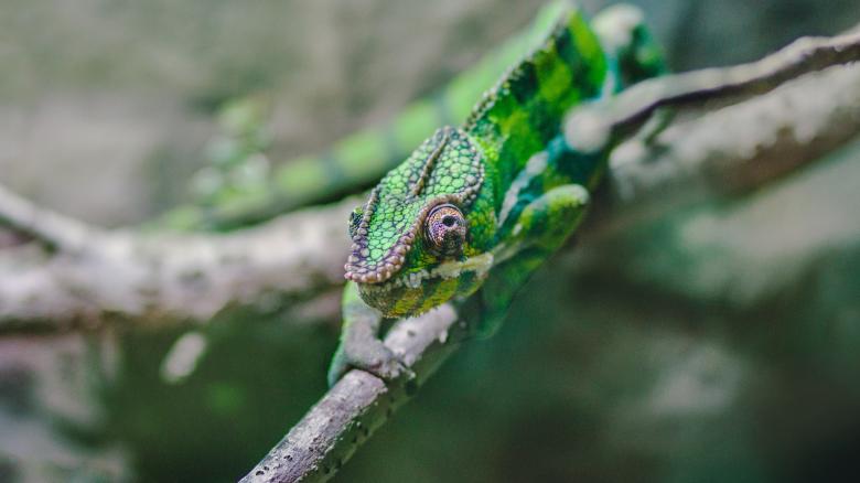 Free stock image of Cricket created by Unsplash