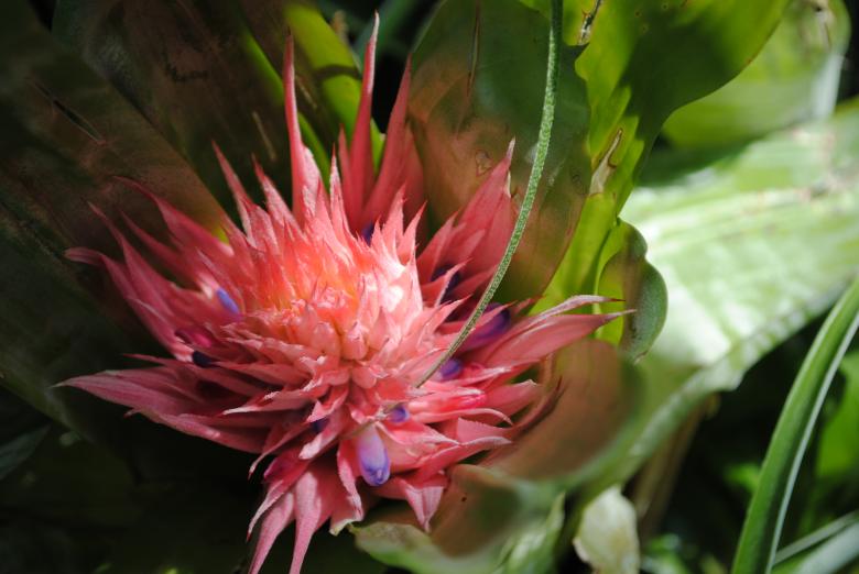 Free stock image of Pink Flower created by Bee 
