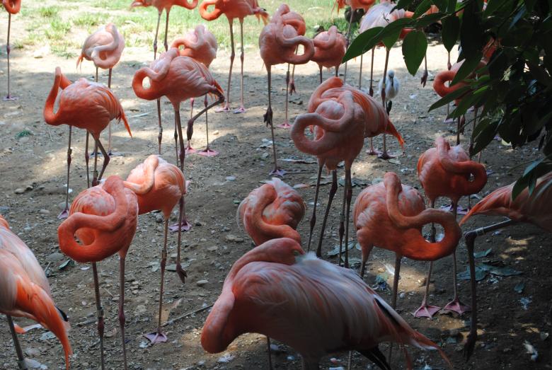Free stock image of Flamingo Birds created by Bee 