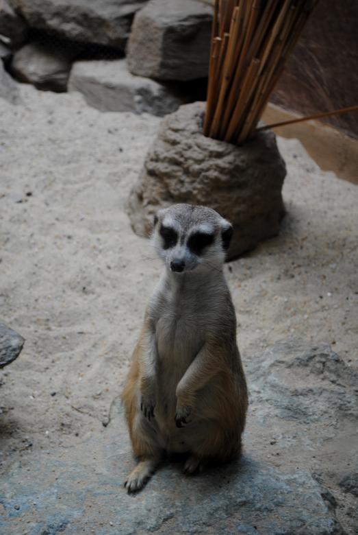 Free stock image of Wild Meerkat created by Bee 