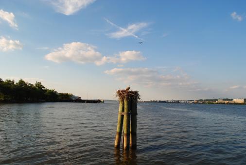 Bird on the Wood