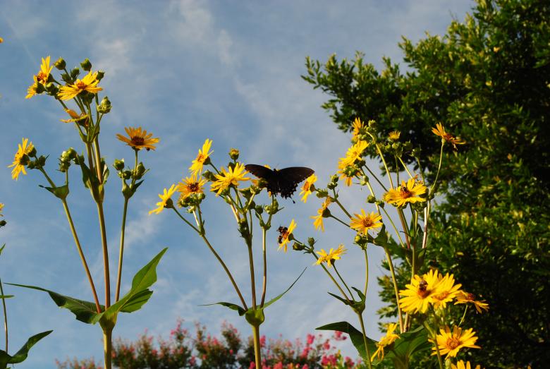 Free stock image of Butterfly on the Flower created by Bee 