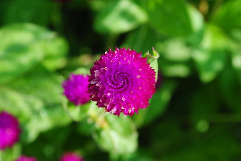 Free stock image of Fresh Flower created by Bee 