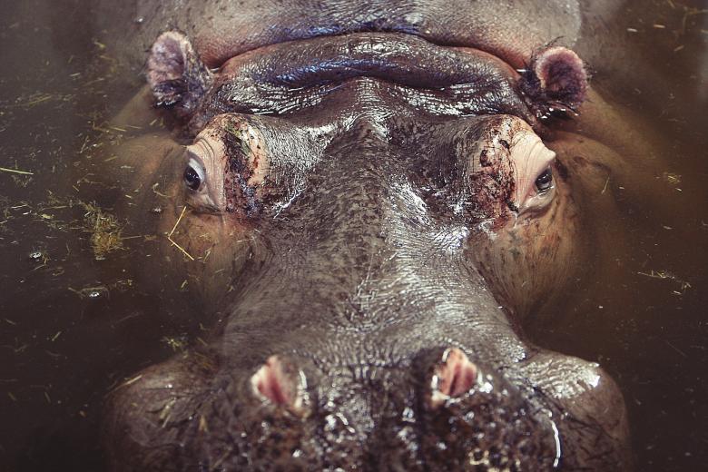 Free stock image of Hippo in the water created by Life of Pix