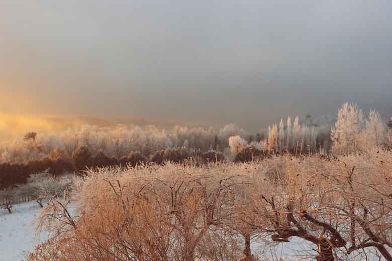 Free stock image of Iced Plants created by Life of Pix