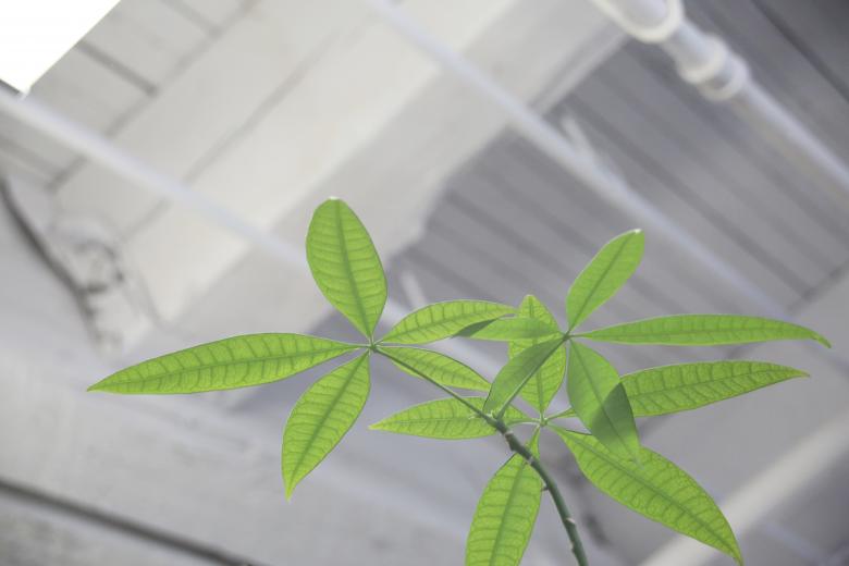 Free stock image of Green Plant created by Life of Pix