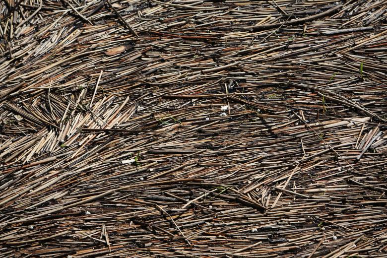 Free stock image of Floating bamboo created by Life of Pix
