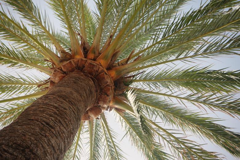 Free stock image of Palm tree created by Life of Pix