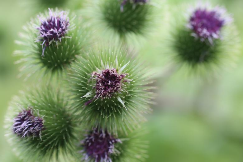Free stock image of Bunch of flowers created by Life of Pix