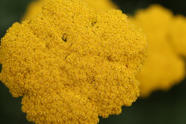 Free stock image of Yellow Flower Texture created by Life of Pix
