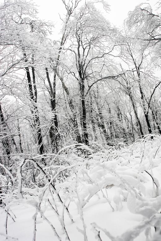 Free stock image of Frozen forest created by Life of Pix