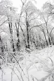 Free Stock Photo of Frozen forest