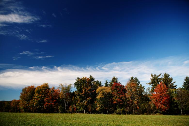 Free stock image of Forest in autumn created by Life of Pix
