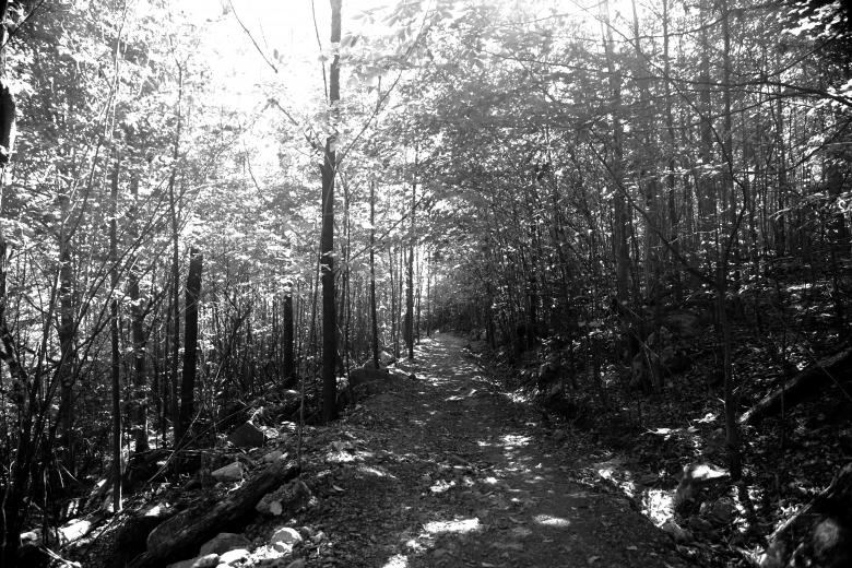 Free stock image of Dark forest created by Life of Pix