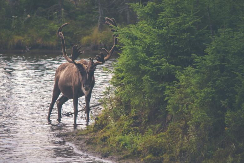 Free stock image of Horny created by Unsplash