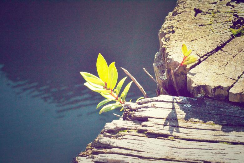 Free stock image of Nature created by Unsplash