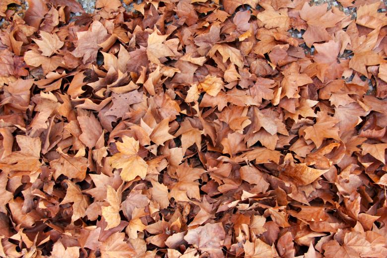 Free stock image of Fallen Leaves created by Unsplash