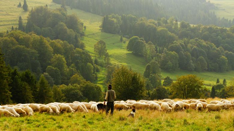 Free stock image of Herd created by Unsplash