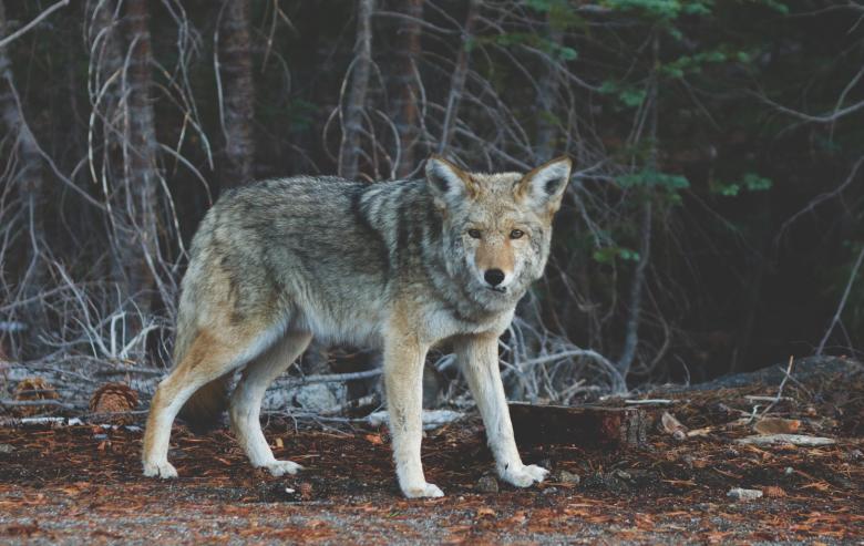 Free stock image of Wolf created by Unsplash