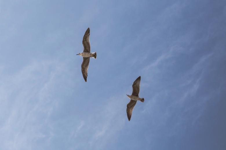 Free stock image of Freedom created by Unsplash