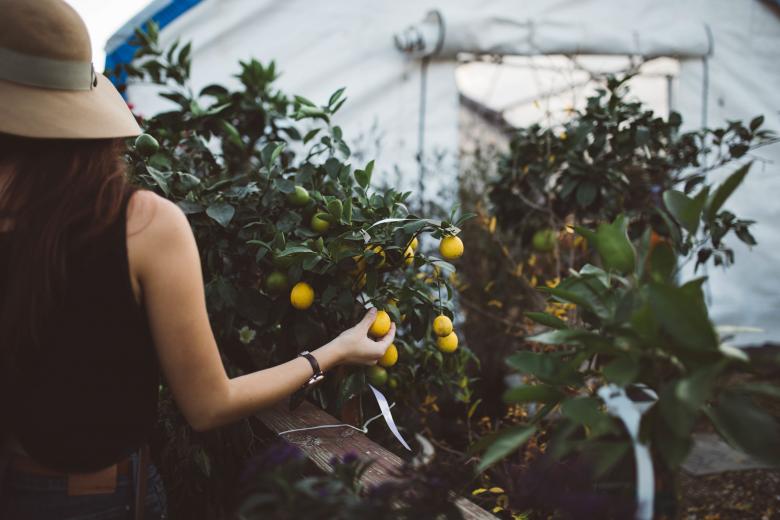Free stock image of Lemon Tree created by Unsplash