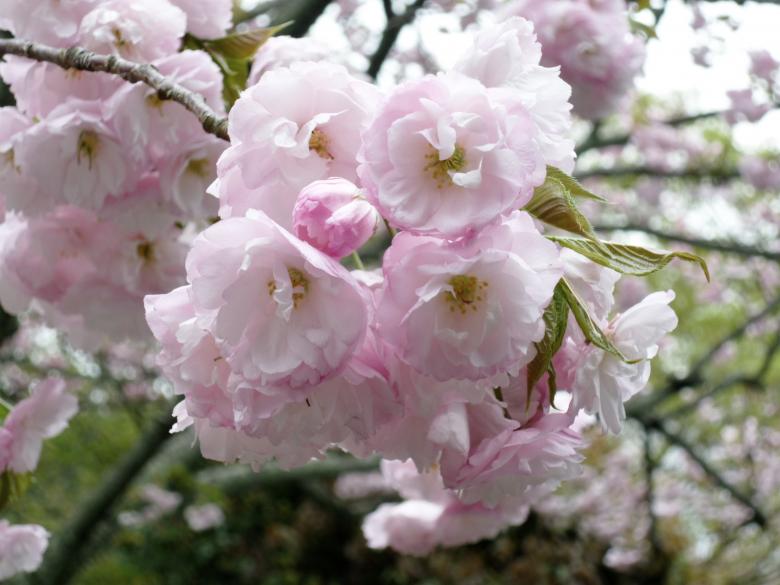 Free stock image of Flower Garden created by Life of Pix