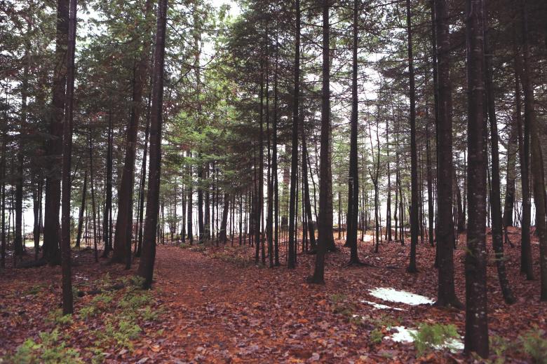 Free stock image of Wild Forest created by Life of Pix