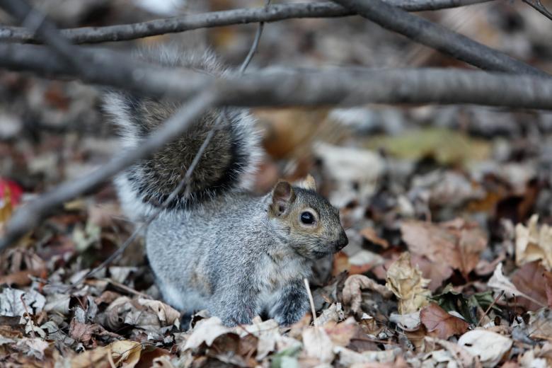 Free stock image of Squirrel In Forest created by Life of Pix