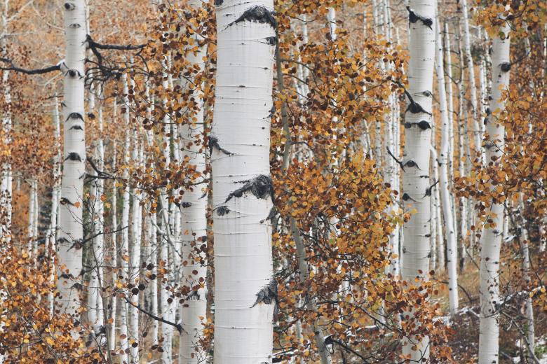 Free stock image of Woods created by Life of Pix