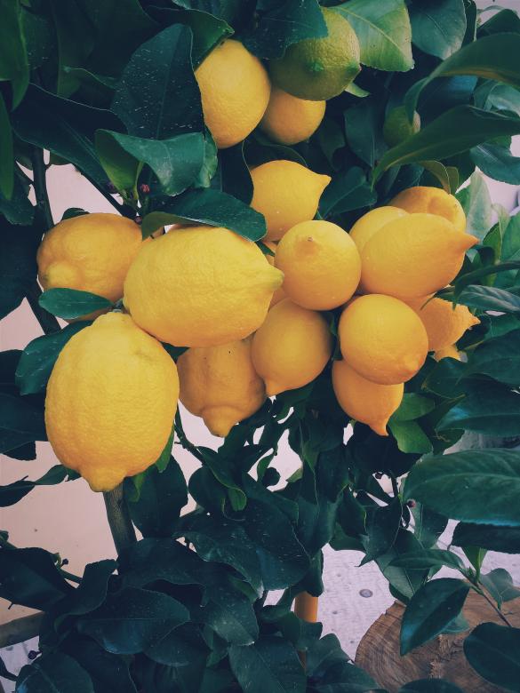 Free stock image of Sour created by Unsplash