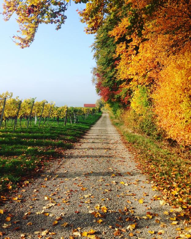 Free stock image of Nature created by Unsplash
