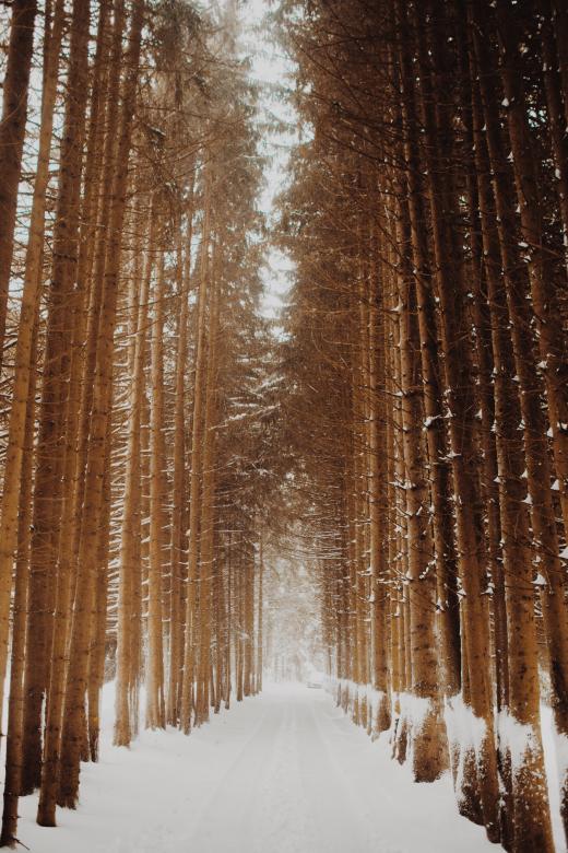 Free stock image of Through the woods created by Unsplash