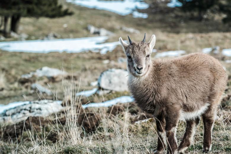 Free stock image of Wild created by Unsplash