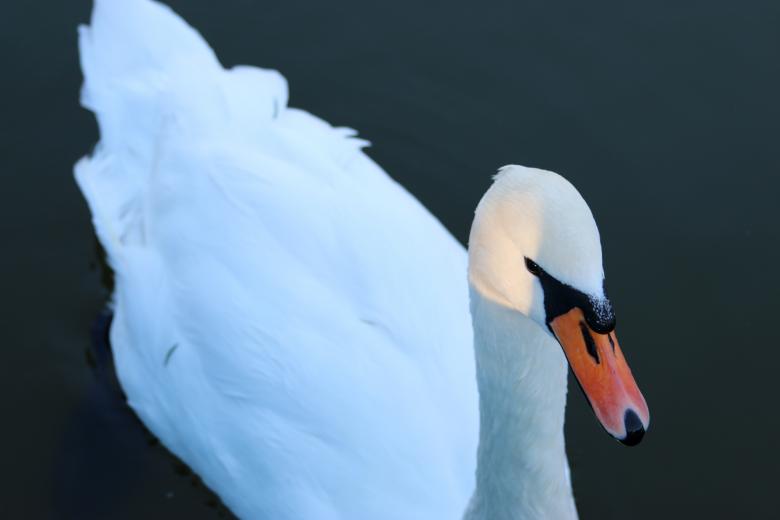 Free stock image of White Duck created by Unsplash