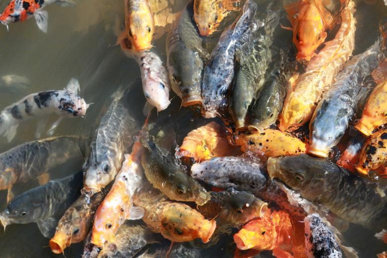 Free stock image of Group of fish created by Unsplash