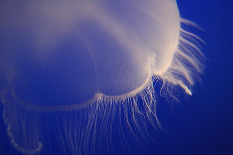 Free stock image of Jelly Fish created by Unsplash