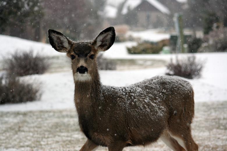 Free stock image of Deer created by Unsplash