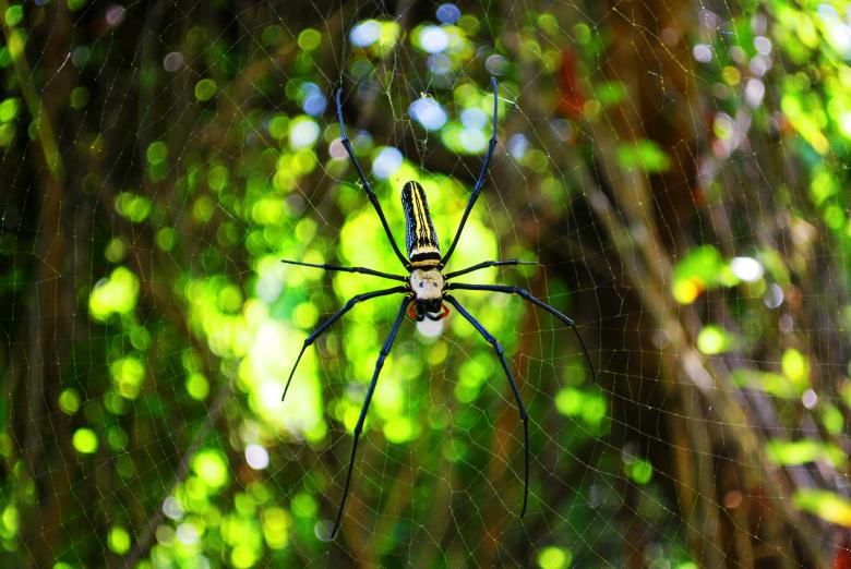 Free stock image of Spider created by Unsplash