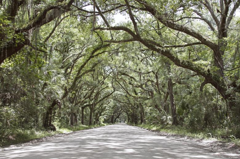 Free stock image of The Woody Road created by Unsplash