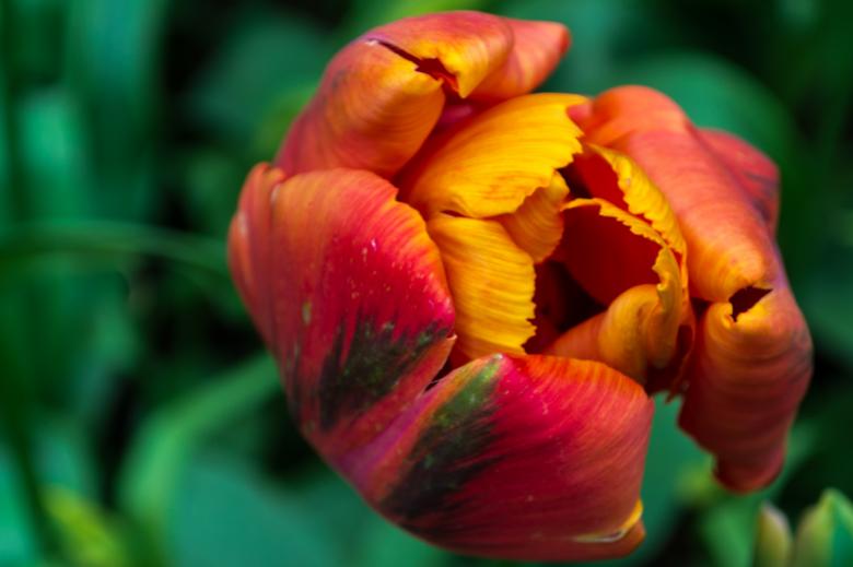Free stock image of Rose created by Unsplash