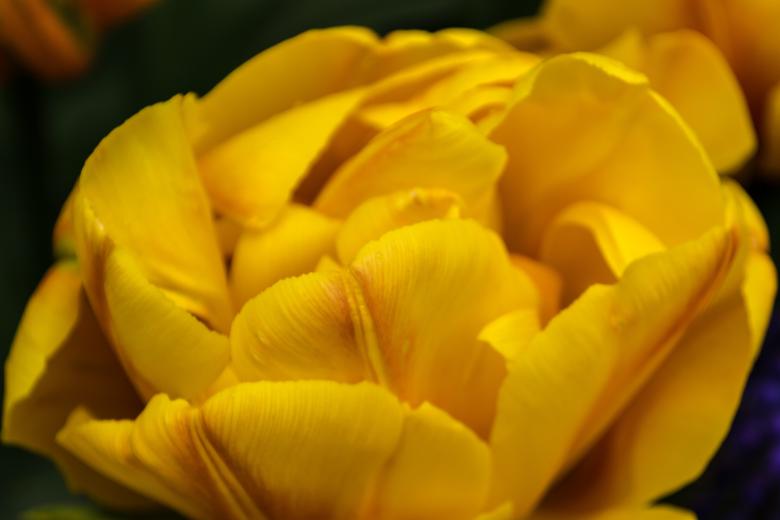 Free stock image of Yellow Tulip created by Unsplash