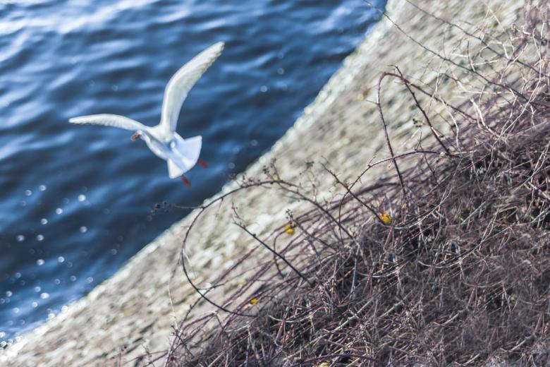 Free stock image of Seagull created by Life of Pix