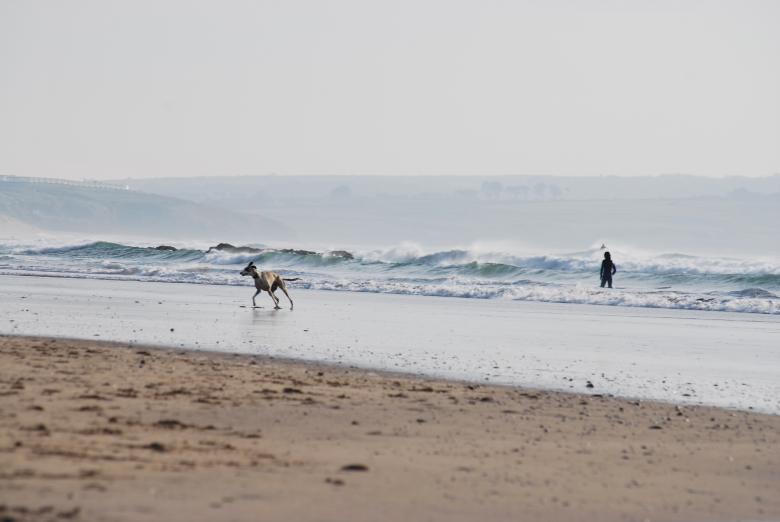 Free stock image of Dog on the beach created by Life of Pix