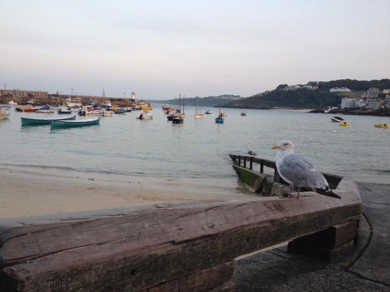 Free stock image of Seagull created by Life of Pix