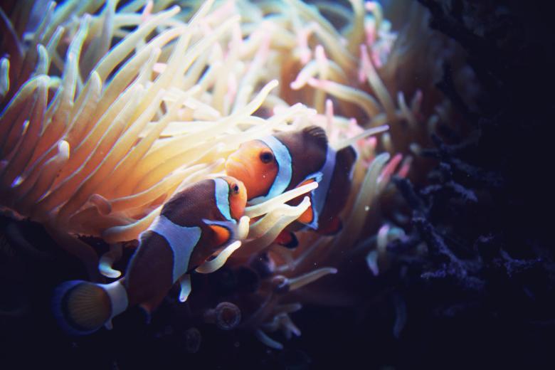 Free stock image of Sea Life created by Life of Pix