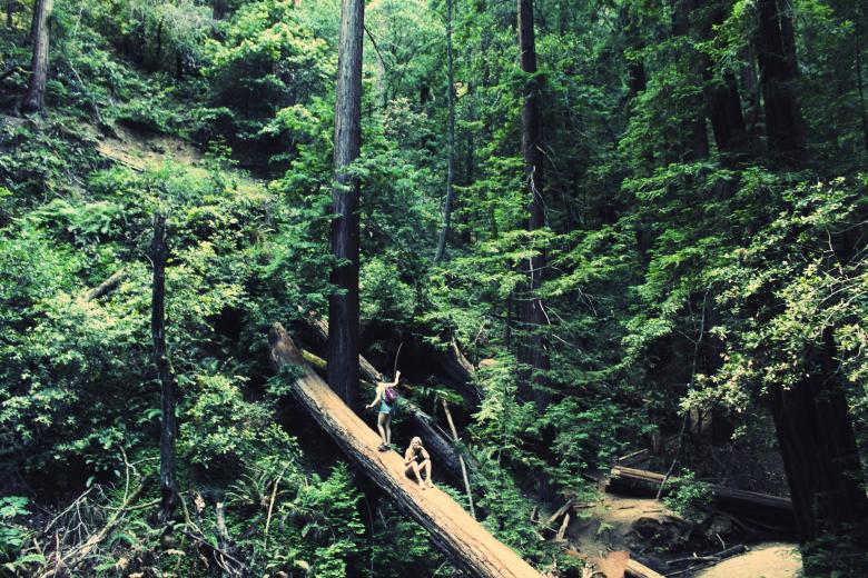 Free stock image of Tree Bridge created by Life of Pix