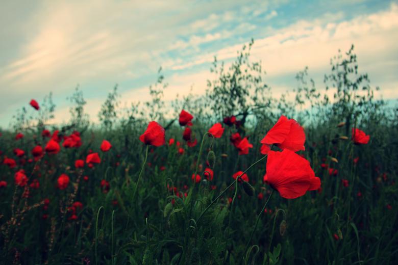 Free stock image of Red Flowers created by Life of Pix